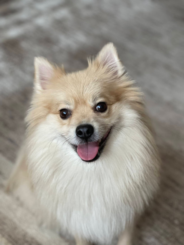 Smores, the founder's dog
