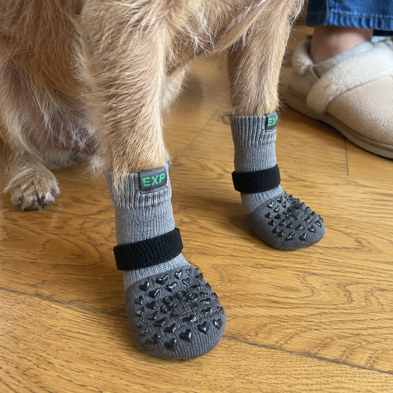 Grey grip socks on a terrier’s front paws on a wooden floor
