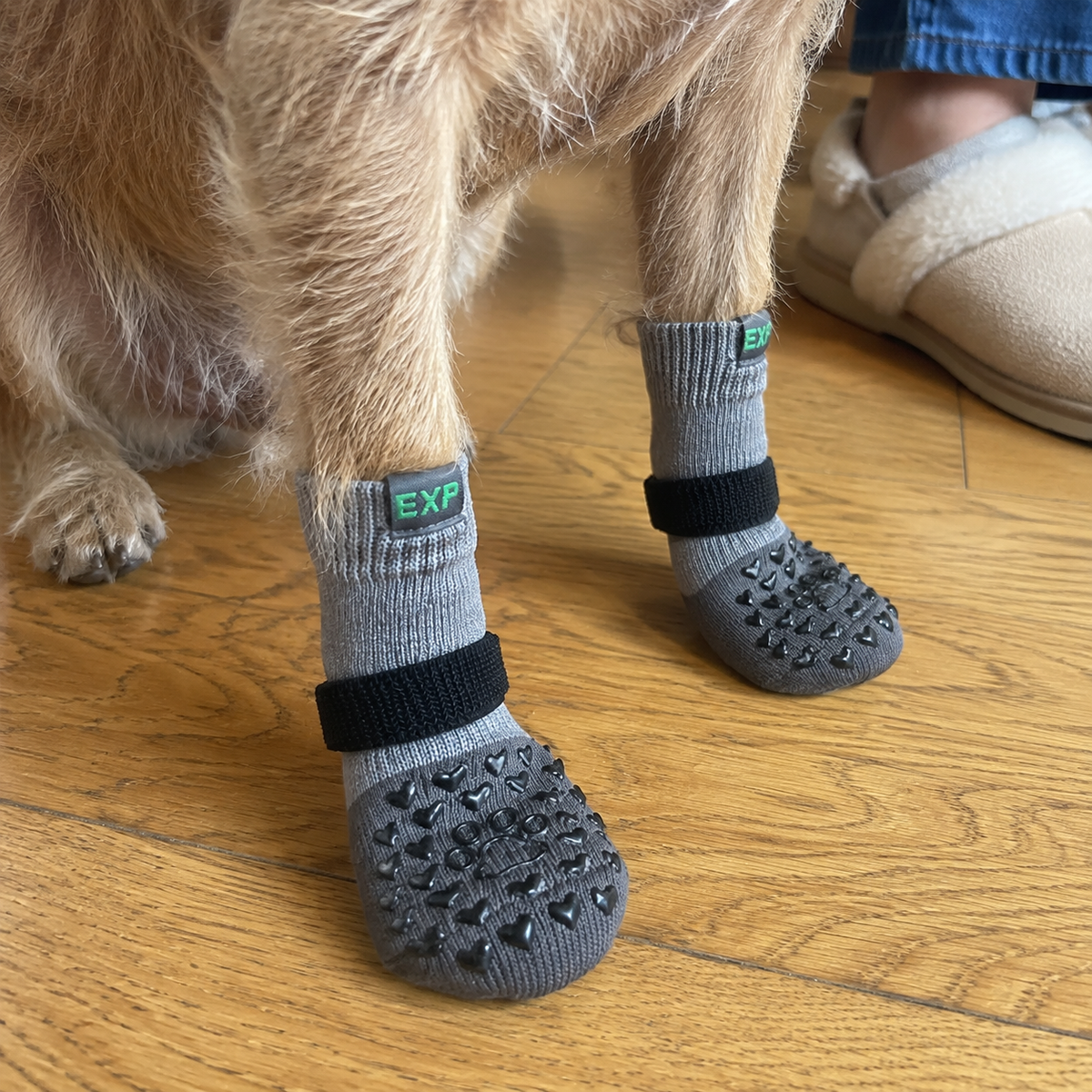 Grey grip socks on a terrier’s front paws on a wooden floor.