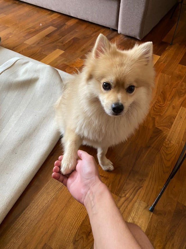 Smores resting his paw in his owner's hand