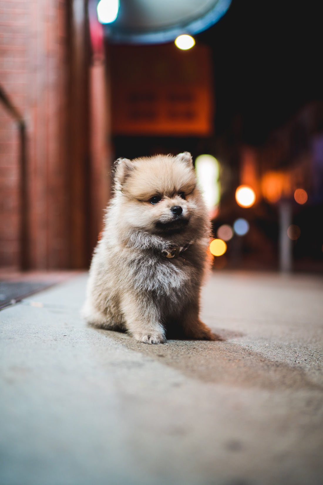 Smores as a puppy, the dog who inspired Paw & Habit