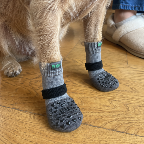 Grey grip socks on a terrier’s front paws on a wooden floor